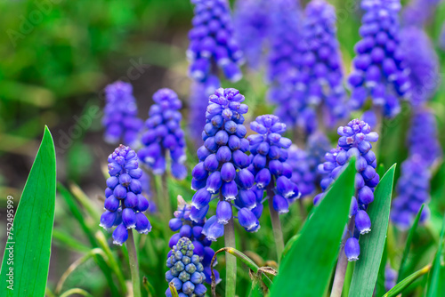A glade of spring blue flowers. Muscari blossoms in spring