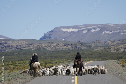 Herding sheeps in the Patagonian mountain with dogs and horses