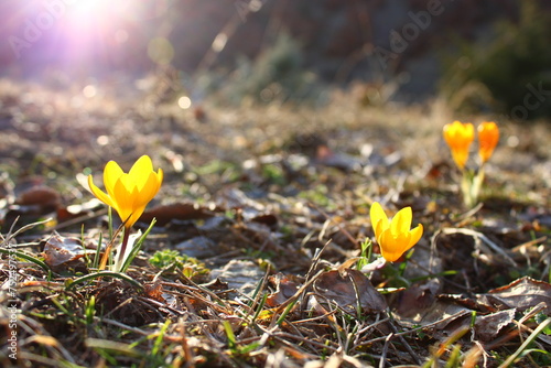 Crocus flavus, known as yellow crocus, Dutch yellow crocus is a species of flowering plant in the genus Crocus of the family Iridaceae. It grows wild on the slopes of Turkey.
