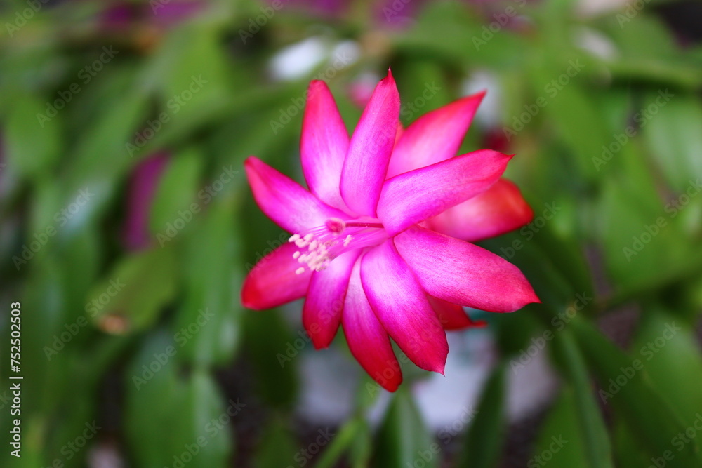 Schlumbergera truncata, the false Christmas cactus, is a species of plant in the family Cactaceae.