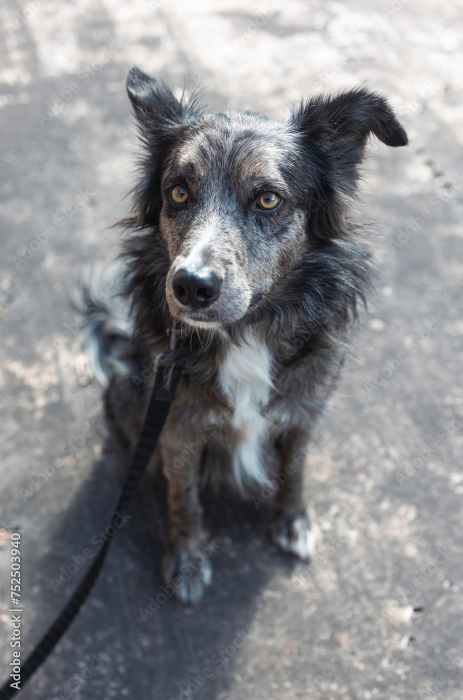 Fototapeta premium Portrait of a beautiful border collie on a walking leash