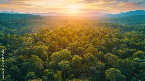 A breathtaking aerial view of a lush forest © MAY