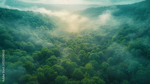 A breathtaking aerial view of a lush forest © MAY