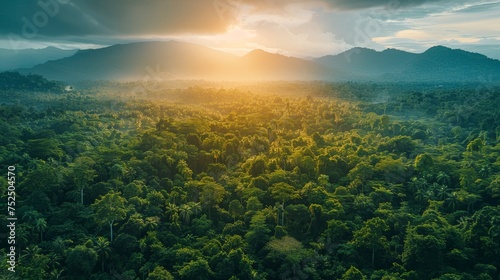 A breathtaking aerial view of a lush forest photo