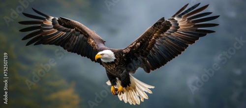 Majestic bald eagle soaring in the sky with spread wings and fierce gaze
