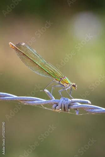 Banded Demoiselle Calopteryx splendens damselfly female close-up photo