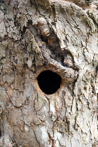 An old tree with a hollow