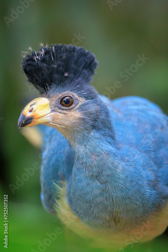 Closeup of a Great blue turaco, Corythaeola cristata, bird photo