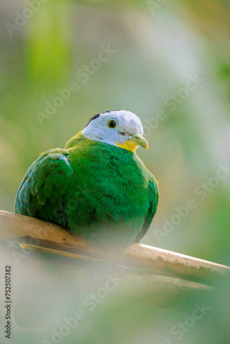 Black-naped fruit dove, Ptilinopus melanospilus, also known as black-headed fruit dove photo