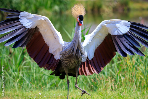 Grey crowned crane, Balearica regulorum, national bird of Uganda. photo