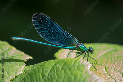 beautiful demoiselle Calopteryx virgo dragonfly resting photo