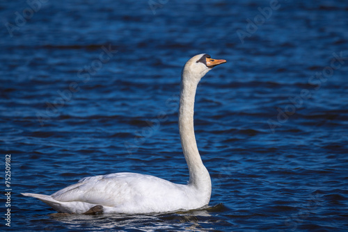 Mute swan  Cygnus olor  swimming