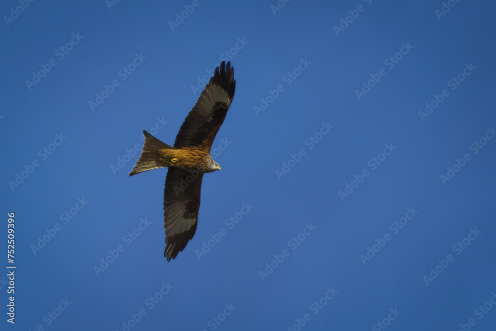 Obraz premium Ein Greifvogel in der Luft 