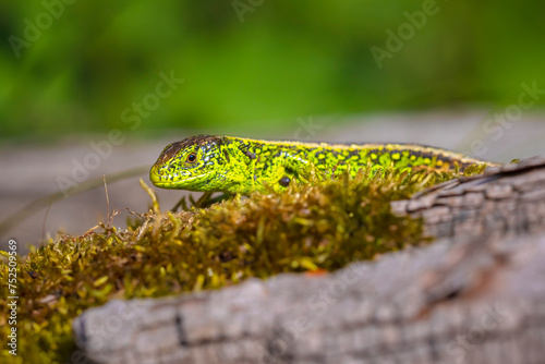 Sand lizard, Lacerta agilis, green male