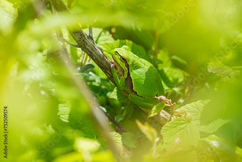 Closeup of a small European tree frog Hyla arborea or Rana arborea heating up in the sun.