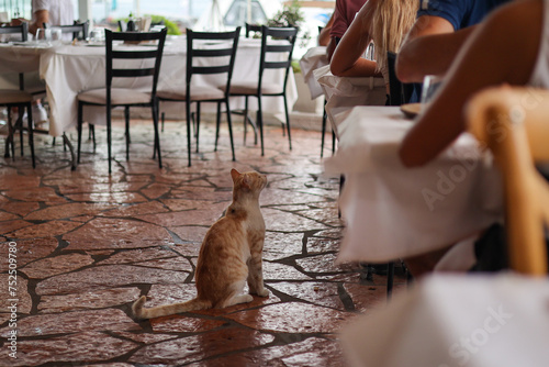 A ginger cat at the restaurant, waiting under tables to be fed by people.