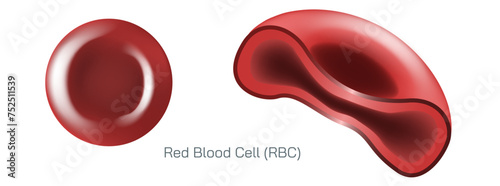 Red blood cells, scientific name erythrocytes, also referred to as red cells, red blood corpuscles or haematids, are the most common type of blood cell.