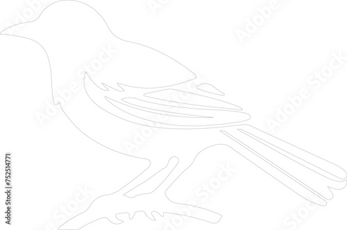 oriole outline photo