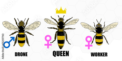 Three types of bees in a hive. Queen bee, worker bee and drone bee. Illustration