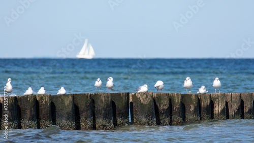 Many seagulls sit on wooden breakwaters on a Baltic Sea coast, a sailing ship in the background photo
