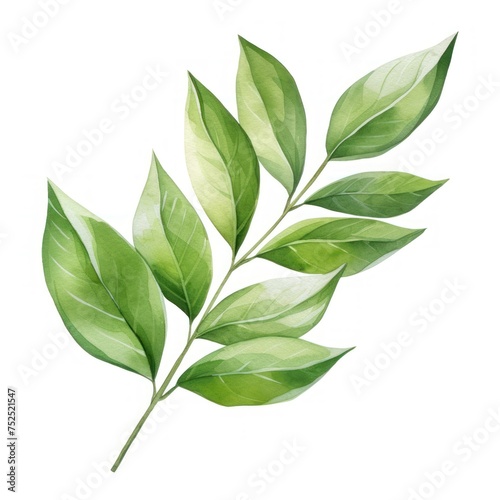 botanical green leaves watercolor painting style isolated on white background. Vector illustration