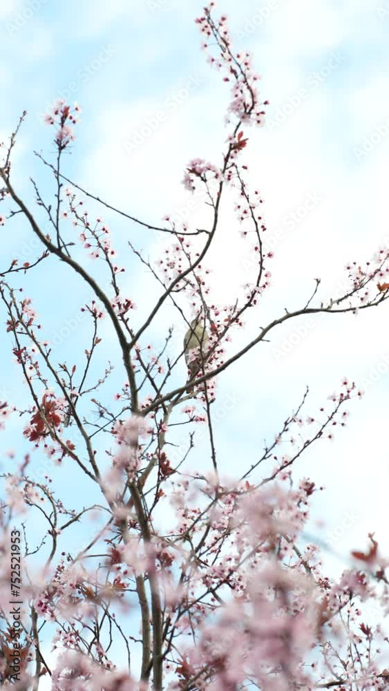 A small bird delicately perches on a branch, surrounded by a soft haze of cherry blossoms under a bright sky.