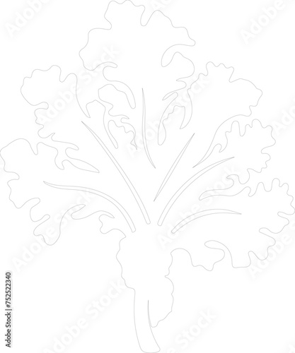 kale outline