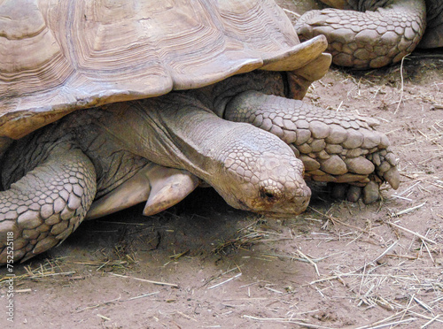 African spurred tortoise on the ground