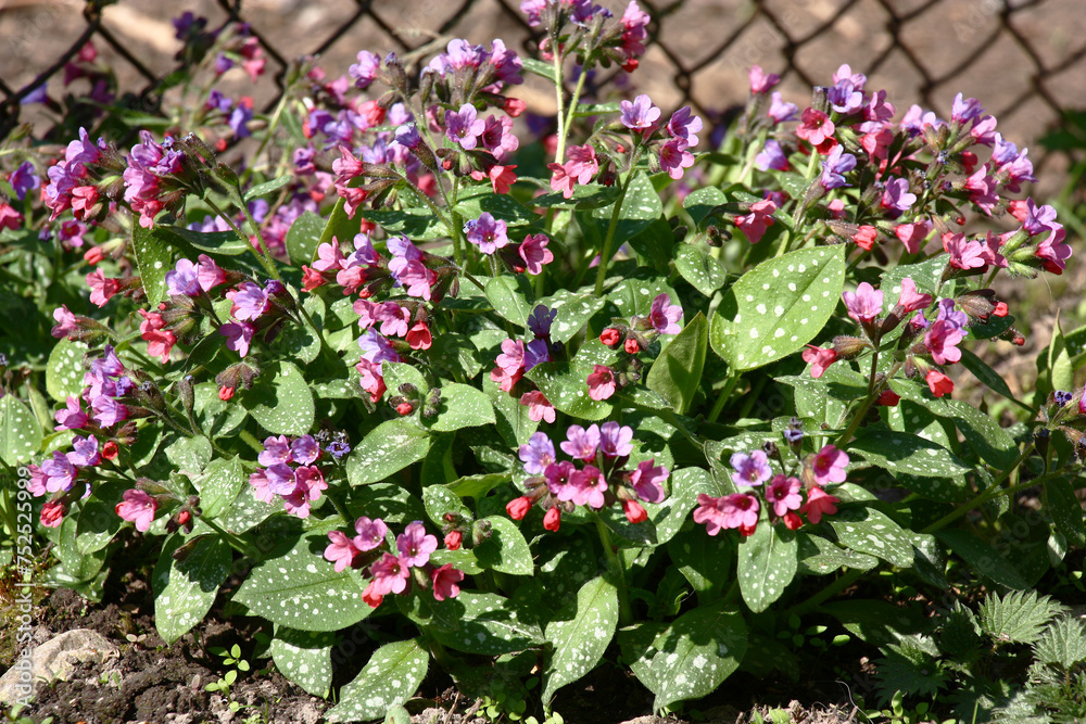 Sunny spring day. The pulmonaria saccharata plentifully blossoms in small pink-purple flowers. Sunny spring day. The pulmonaria saccharata plentifully blossoms in small pink-purple flowers.