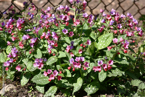 Sunny spring day. The pulmonaria saccharata plentifully blossoms in small pink-purple flowers. photo