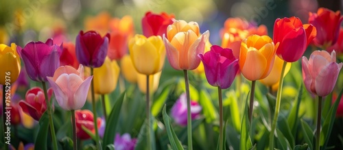 Vibrant and colorful tulips blooming beautifully in a serene garden setting