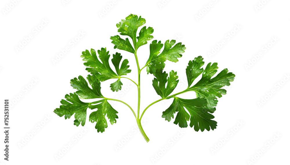 Parsley isolated on transparent background. Parsley isolated on transparent background.