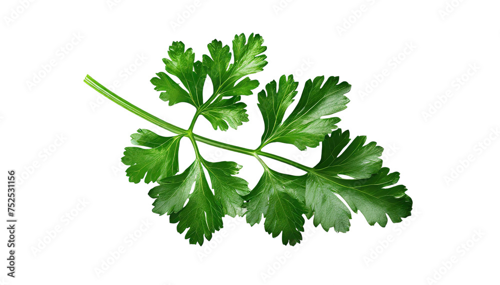 Parsley isolated on transparent background.