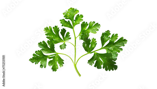 Parsley isolated on transparent background.