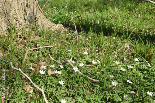 Buschwindröschen auf einer Frühlingswiese