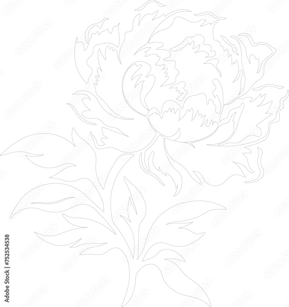 peony outline peony outline