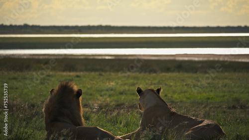 Fototapeta Naklejka Na Ścianę i Meble -  Mating lion couple overlooking the savannah