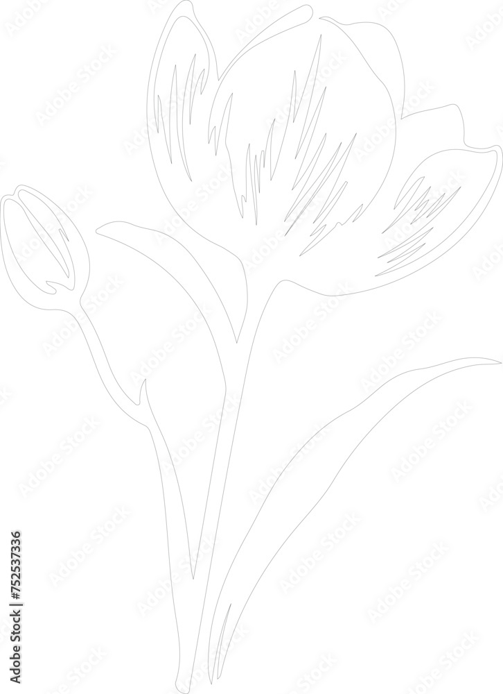 crocus outline crocus outline
