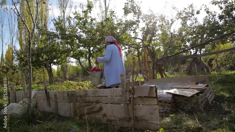 A mother and son are harvesting apples in the village. A mother and son are harvesting apples in the village.