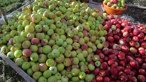 A mother and son are harvesting apples in the village.