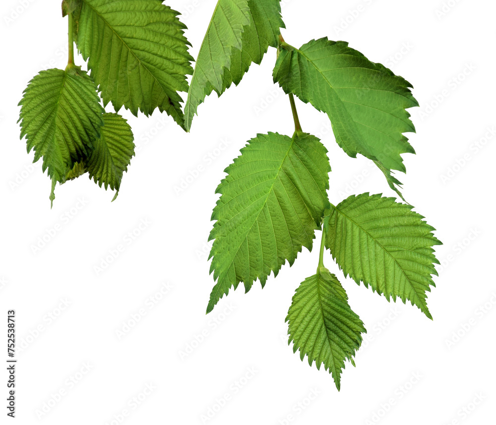 Elm Leaves isolated on transparent, png . Branch with young leaves. Elm Leaves isolated on transparent, png . Branch with young leaves.