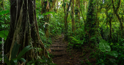 Tropical dark rainforest