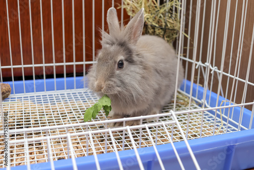 Vászonkép a small lionhead rabbit sits in a open cage and eats a parsley leaf