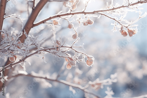 A tree branch covered in frost and snow. The branches are bare and the leaves are gone © vefimov