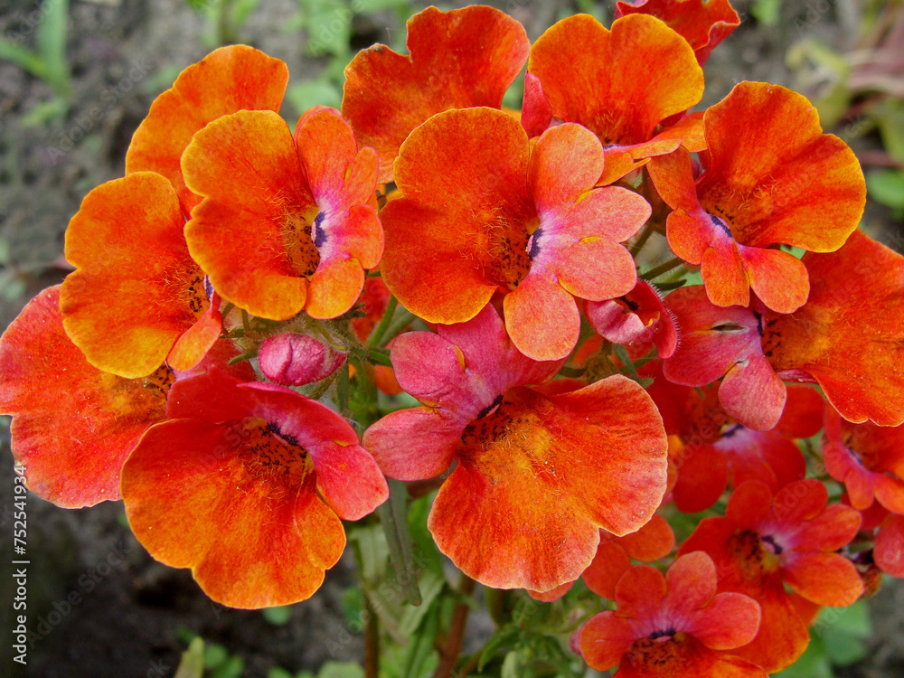 pomarańczowa nemezja powabna, Nemesia strumosa, orange Cape-jewels Nemesia strumosa, Cape jewels, pouch nemesia, Nemesia flowers
