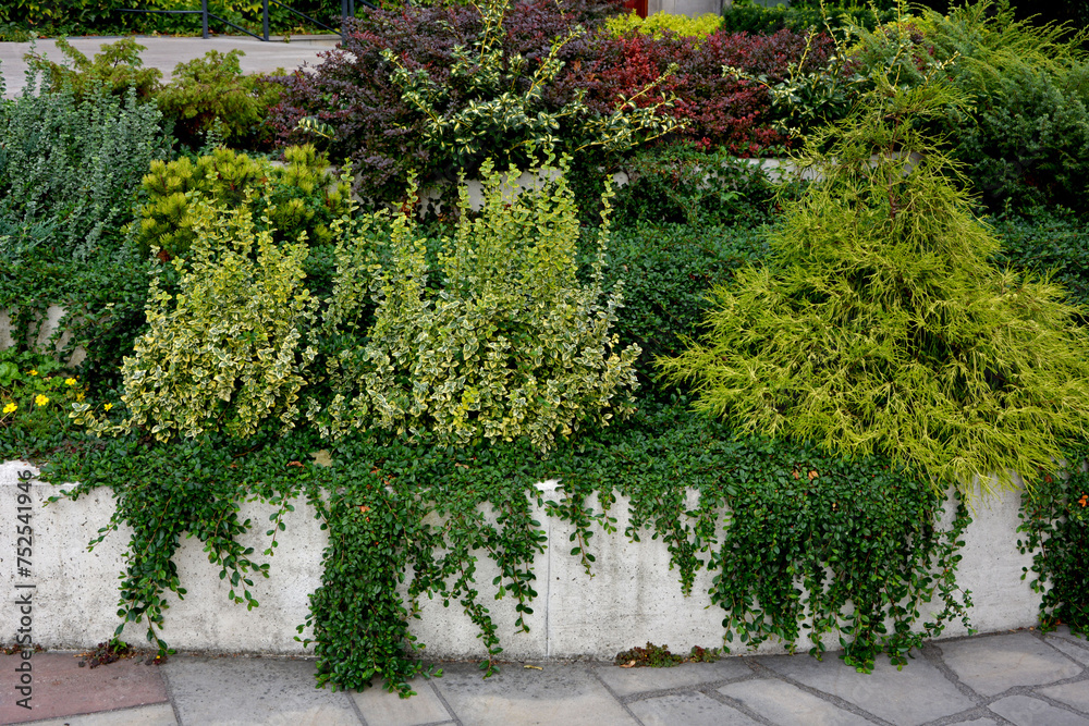 Trzmielina, berberys, suchodrzew i sosna, kolorowe krzewy i pnącza na murku, Euonymus fortunei, Berberis vulgaris, Pinus mugo, Lonicera pileata, shrubs and ornamental plants on the retaining walls Trzmielina, berberys, suchodrzew i sosna, kolorowe krzewy i pnącza na murku, Euonymus fortunei, Berberis vulgaris, Pinus mugo, Lonicera pileata, shrubs and ornamental plants on the retaining walls