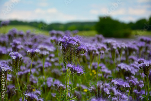 niebieskie kwiaty facelii na łące, Phacelia tanacetifolia, blue phacelia flowers in the meadow, Lacy phacelia flowers in bloom	 photo
