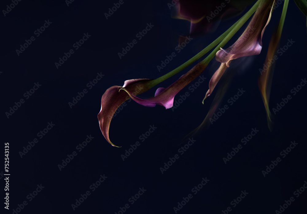 purple calla lily on dark background close up