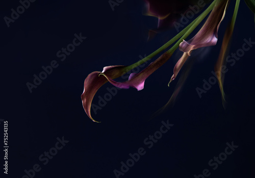 purple calla lily on dark background close up photo