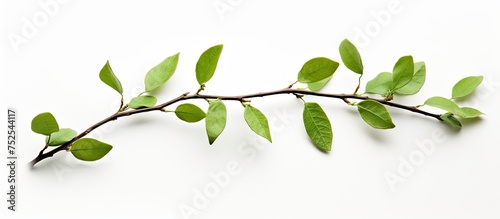 A close-up view of a slender branch from a pear tree with small  vibrant green leaves sprouting from it  set against a plain white background.
